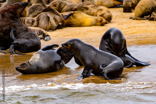 Fauna of Namibia