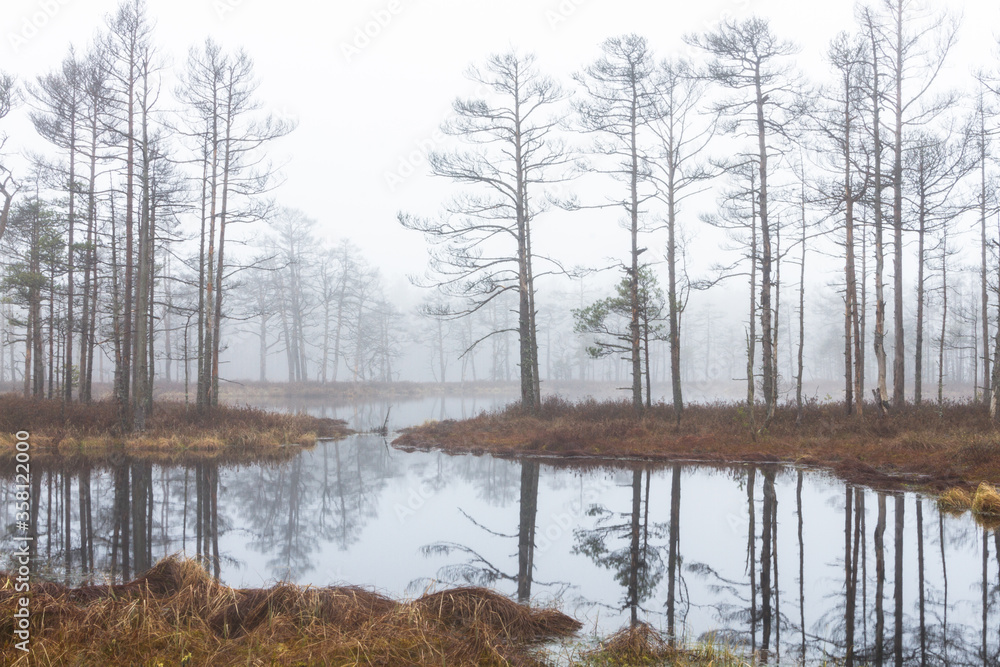 Foggy autumn morning cenas moor with reflections in a swamp lake