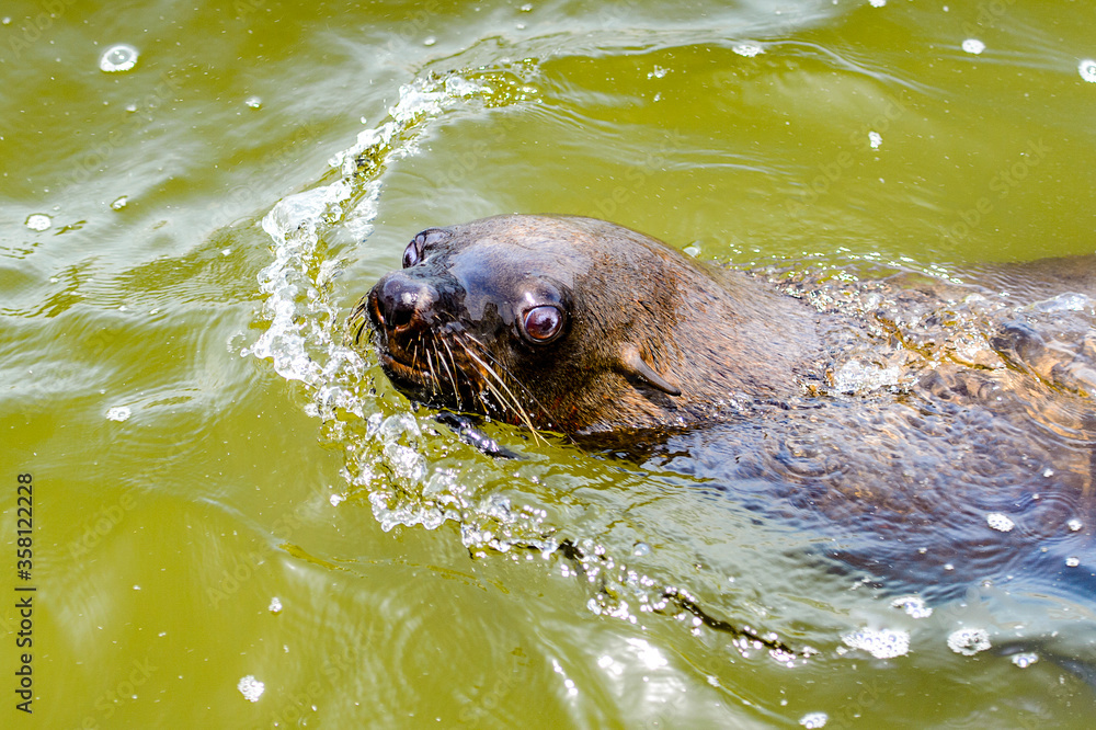 Obraz premium Fauna of Namibia