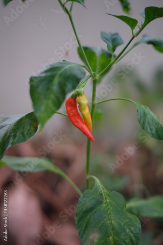 red hot chili peppers