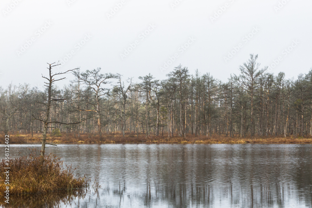 Foggy autumn morning cenas moor with reflections in a swamp lake Foggy autumn morning cenas moor with reflections in a swamp lake