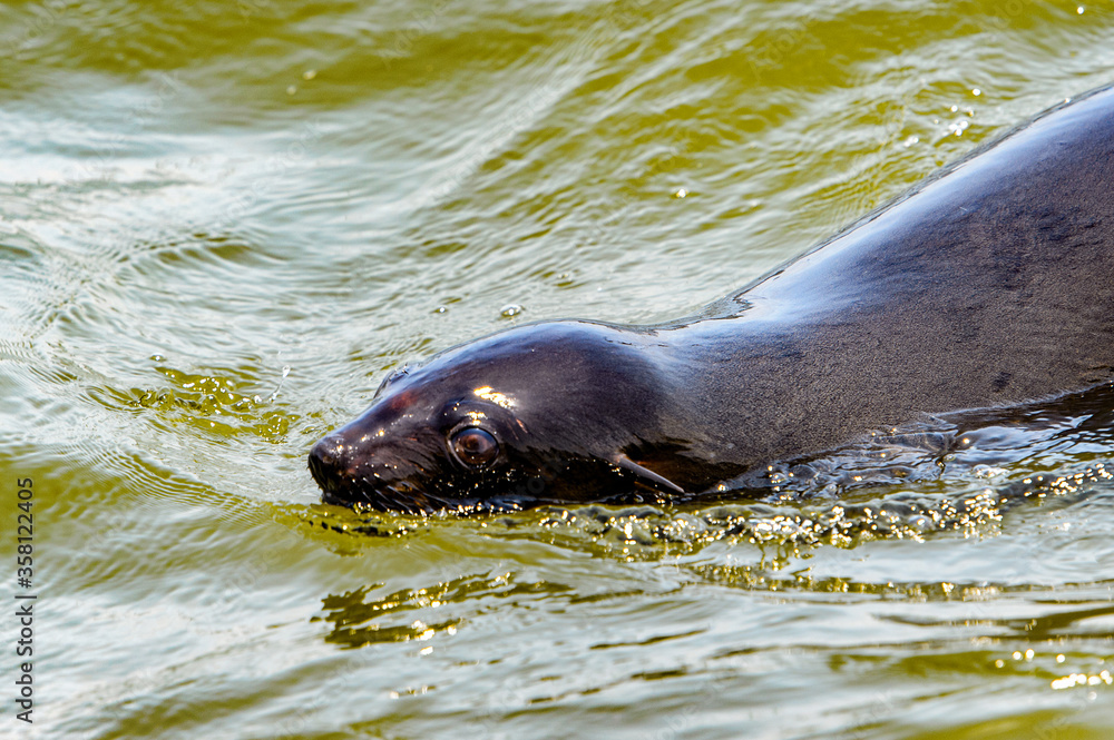 Obraz premium Fauna of Namibia