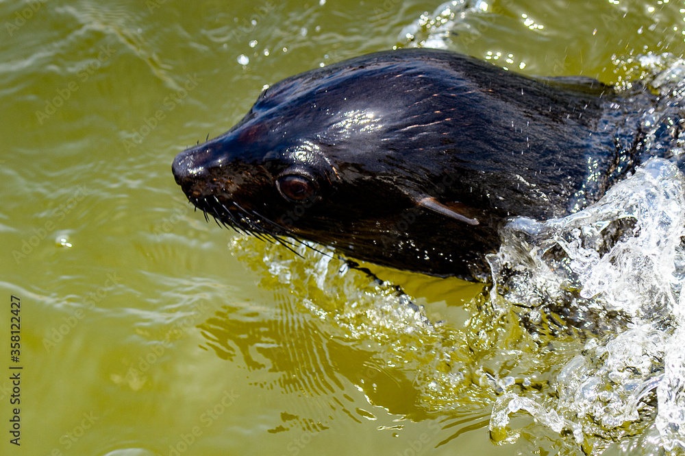 Obraz premium Fauna of Namibia