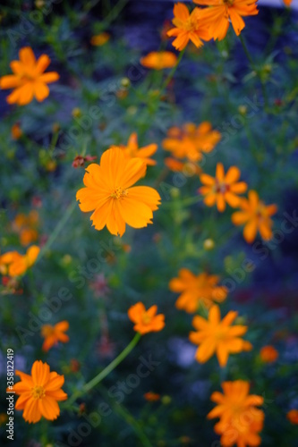 orange flowers background