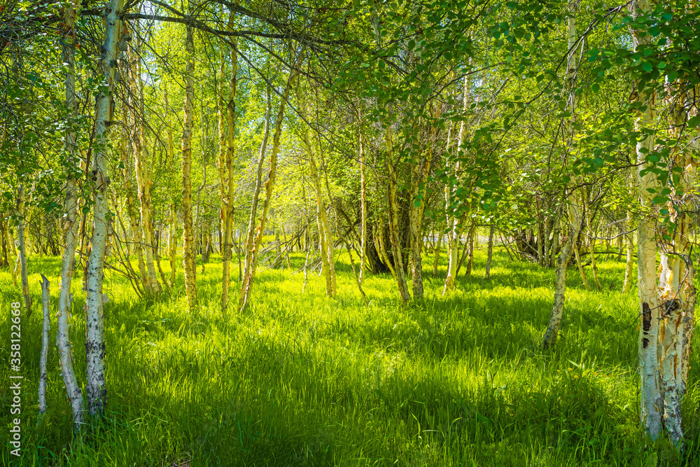 Obraz premium Birch grove