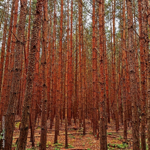 Wald Idylle Waldbaden