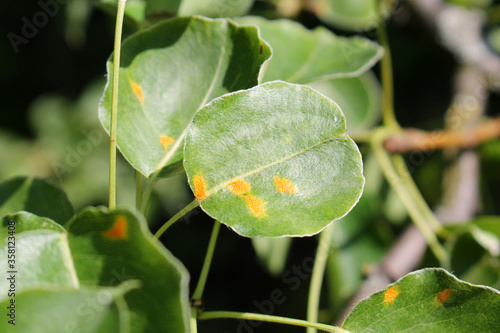 Pear green leaves with orange spots of Pear rust or Gymnosporangium sabinae photo