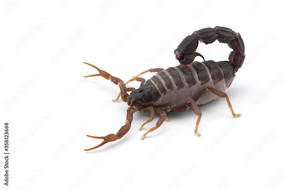 Yellow deadly dangerous scorpion top view isolated on white background Yellow deadly dangerous scorpion top view isolated on white background