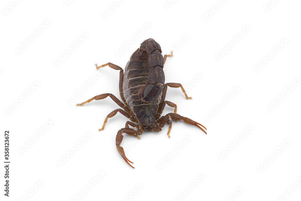 Yellow deadly dangerous scorpion top view isolated on white background Yellow deadly dangerous scorpion top view isolated on white background