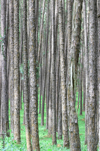 Fototapeta Naklejka Na Ścianę i Meble -  Evergreen pine forest.