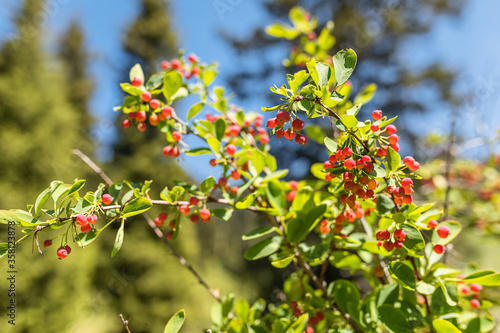 A branch of mountain wild barberry studded with red berries. Selective focus.