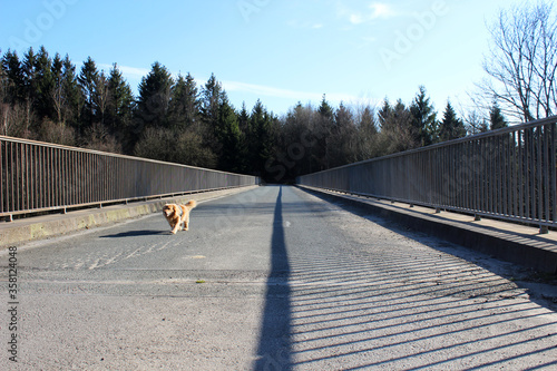 Spaziergang mit dem Hund über eine Autobahnbrücke durch den Wald.