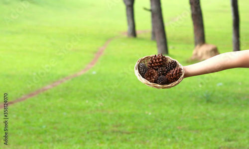 Pine or fur cones in basket on forest floor photo