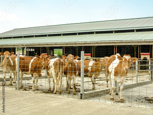 Guernsey heifers standing on concrete in front of a freestall barn. photo