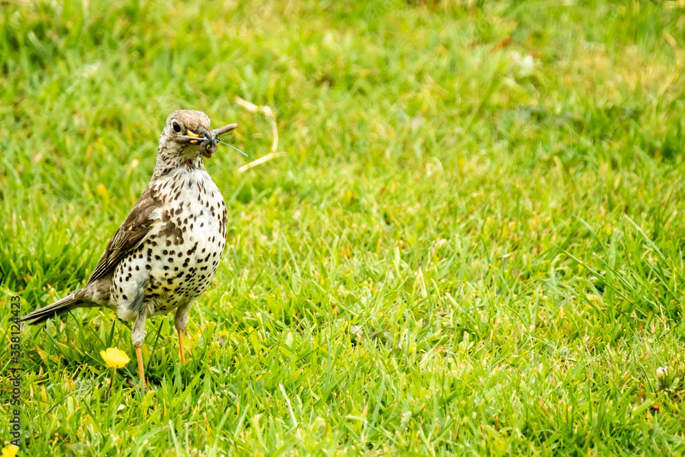 Kestrel catching worms on a lawn in County Donegal - Ireland. Kestrel catching worms on a lawn in County Donegal - Ireland.
