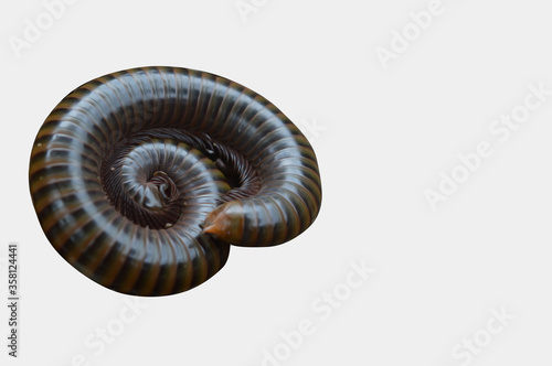 Image of Millipede on white background 3D