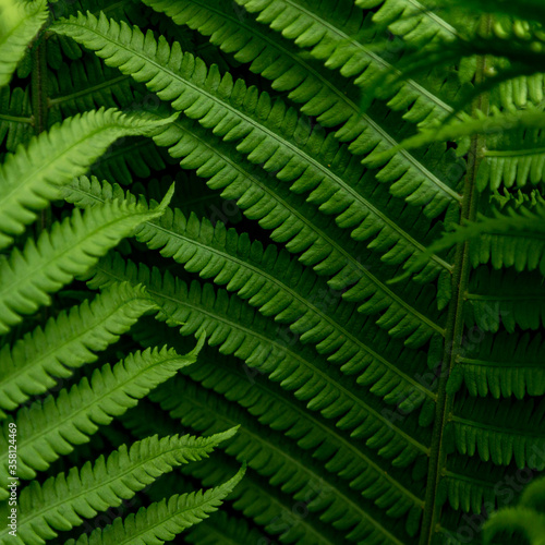 Fern leaf background. Beautiful green leaf background. Nature background
