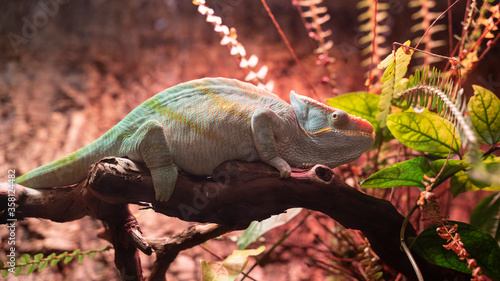 Photo of a sitting chameleon on a branch