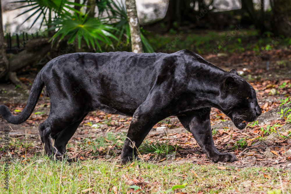 It's Black panther walks through the jungle