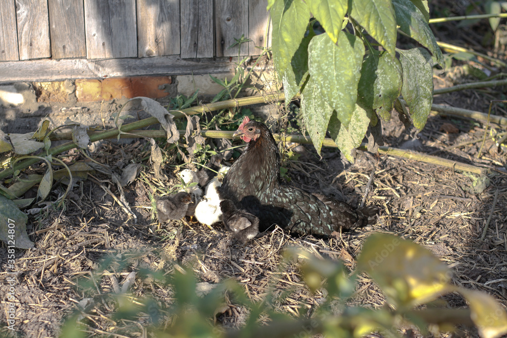 Obraz premium Chicken with a walk in nature in the village. among flowers and bushes, farm animals. Stock photo for design