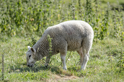 Sheep grazing in field, England.