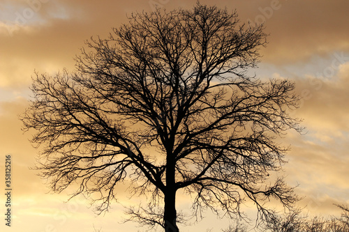 Laubbaum vor einem tollen Sonnenuntergang im Frühling.