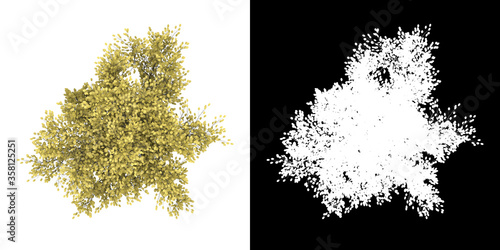 Top view of tree (Cornus Mas) png with alpha channel to cutout made with 3D render