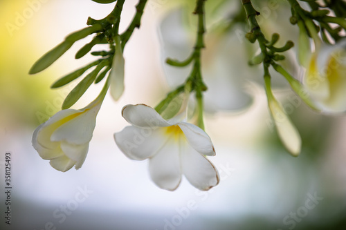 White plumeria flowers and blurred of background.