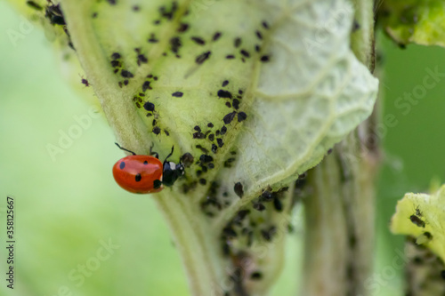 Cute little ladybug with red wings and black dotted hunting for plant louses as biological pest control and natural insecticide for organic farming with natural enemies reduces agriculture pesticides