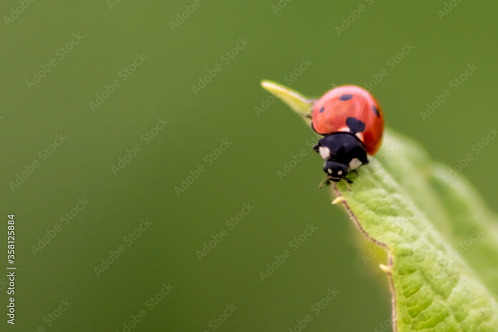 Cute little ladybug with red wings and black dotted hunting for plant louses as biological pest control and natural insecticide for organic farming with natural enemies reduces agriculture pesticides Cute little ladybug with red wings and black dotted hunting for plant louses as biological pest control and natural insecticide for organic farming with natural enemies reduces agriculture pesticides