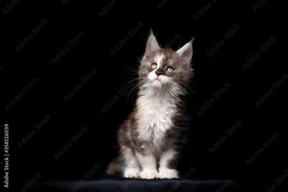 cute maine coon kitten studio portrait on black background