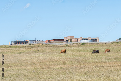 Cattle next to Phuthaditjhaba campus of University of the Free State