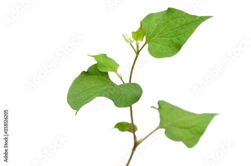 Branch of houttuynia cordata fish herb with flower photo