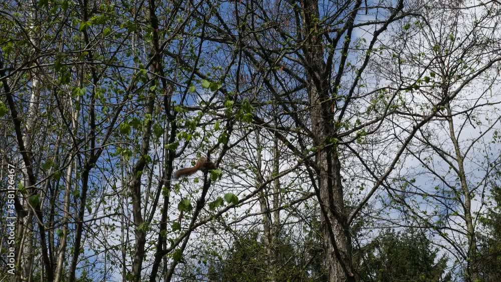 Squirrel on a tree in the spring forest. Squirrel on a tree in the spring forest.