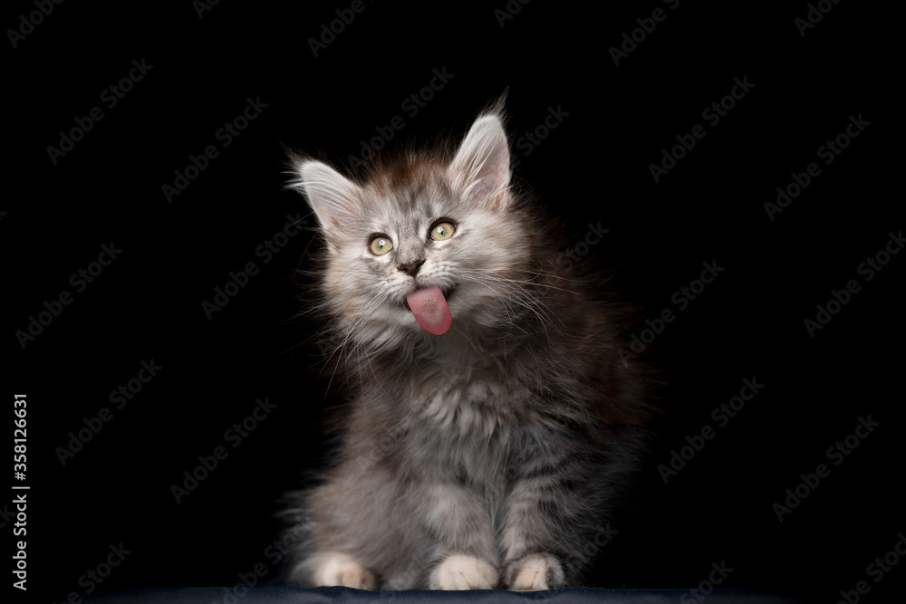 funny porttrait of a cute maine coon kitten sticking out tongue licking invisible window glass