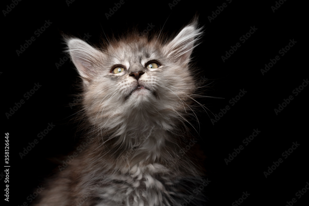 cute and curious young maine coon kitten looking up on black background