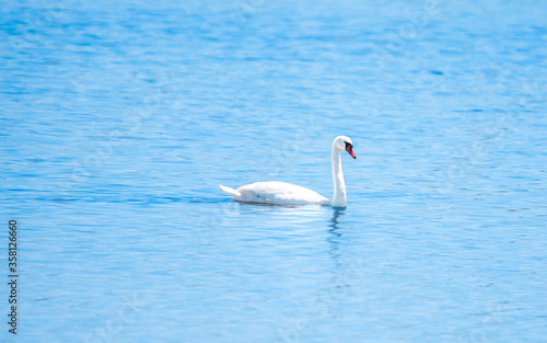 White swan swimming across water body!