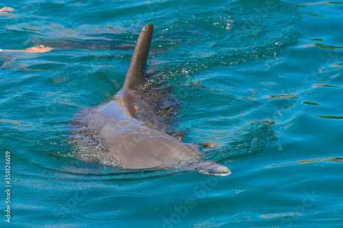 Dolphin swims in the water