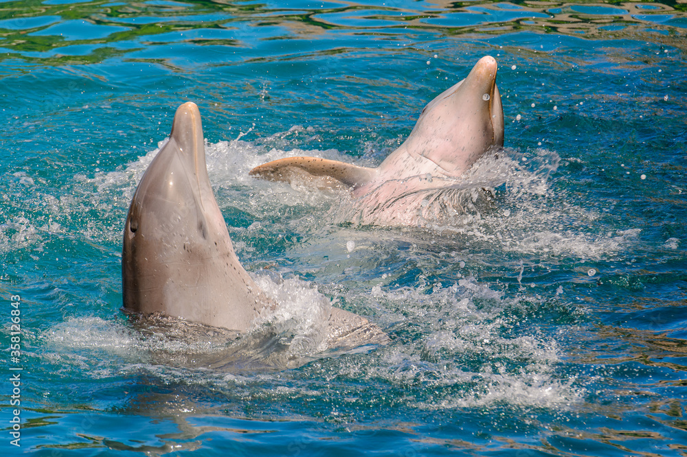 Naklejka premium Beautiful dolphin does tricks
