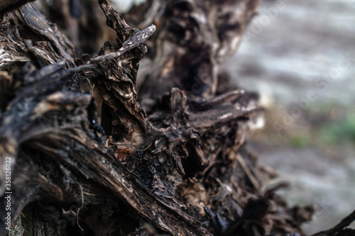 Beautiful decorative background with a wooden ruined driftwood. Unusual image of a stump for design. Stock photo