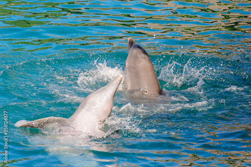 Beautiful dolphin does tricks