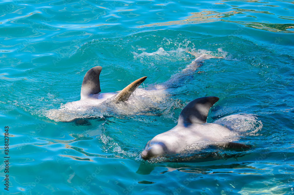 Obraz premium Couple of dolphins do tricks in the water