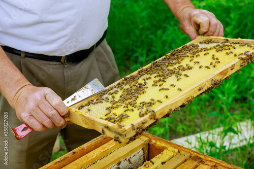 Beekeeper works on takes out frames with honeycombs for check of filling with honey