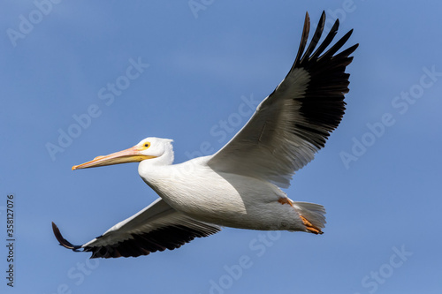 An adult American White Pelican in flight © David