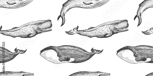 Whales Drawing Pattern, Sperm Whale, Blue Whale and Greenland Whale Marine Animal Wildlife