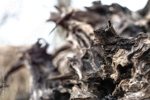 Beautiful decorative background with a wooden ruined driftwood. Unusual image of a stump for design. Stock photo