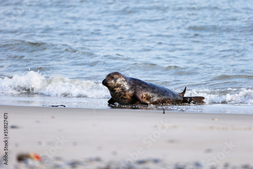 Grey Seal at Island Helgoland in Germany, Europe