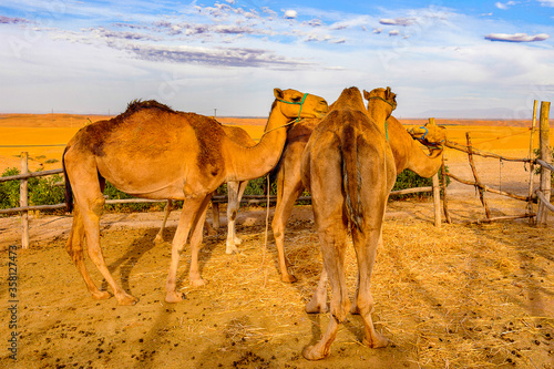 It s Camels in the desert of Morocco