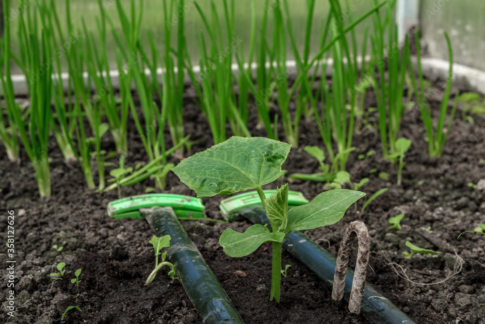 Obraz premium Young small seedling of cucumber planted in the ground, close-up on a background of green feathers of onions.