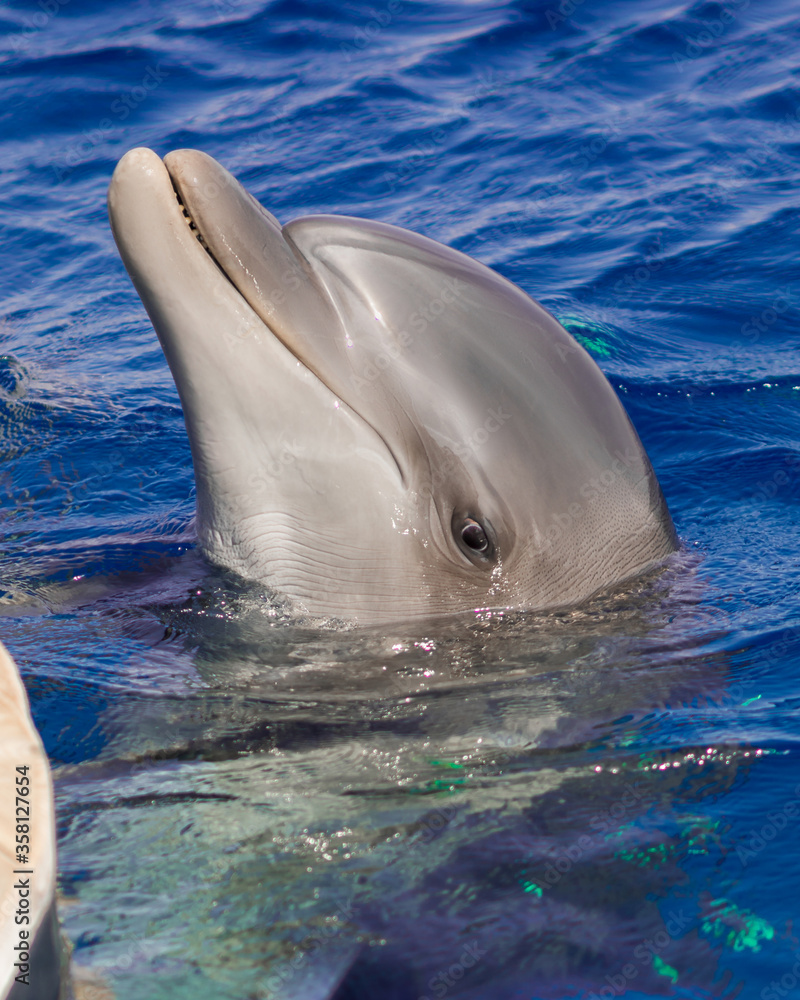 Fototapeta premium The yong Bottlenose dolphin is swimming in red sea